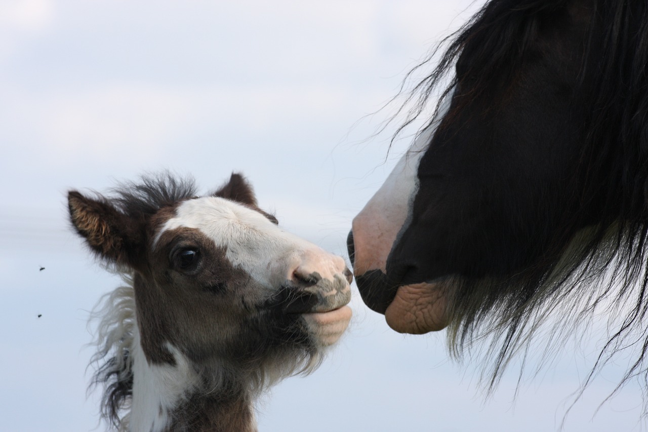 cheval poulain