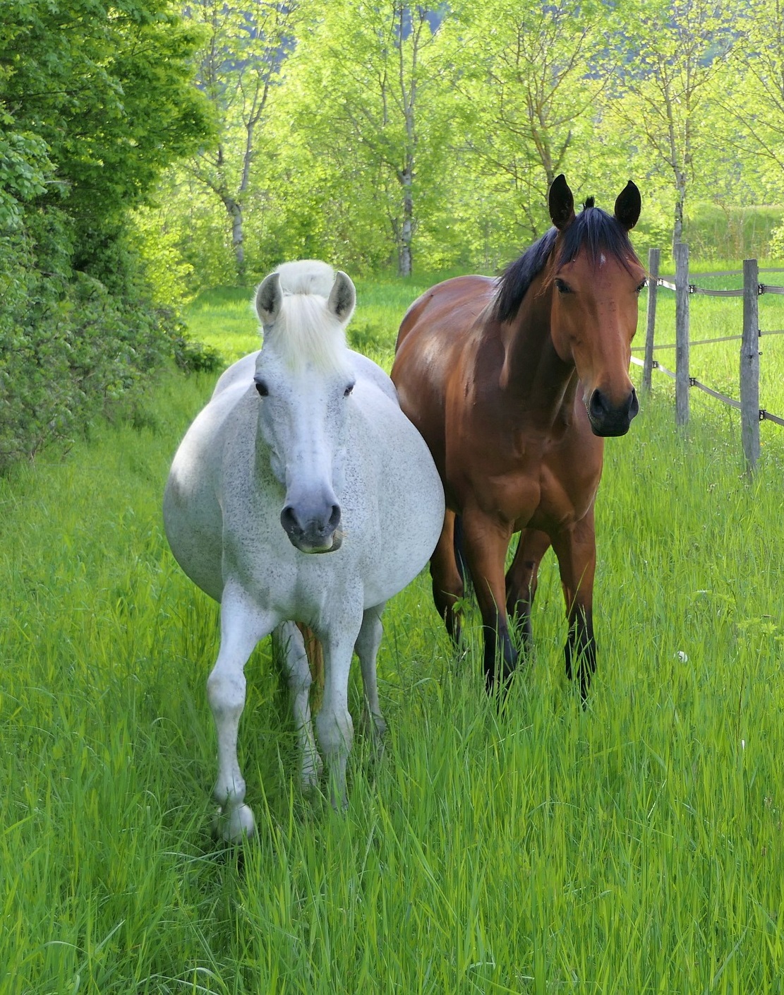 cheval pré gestation