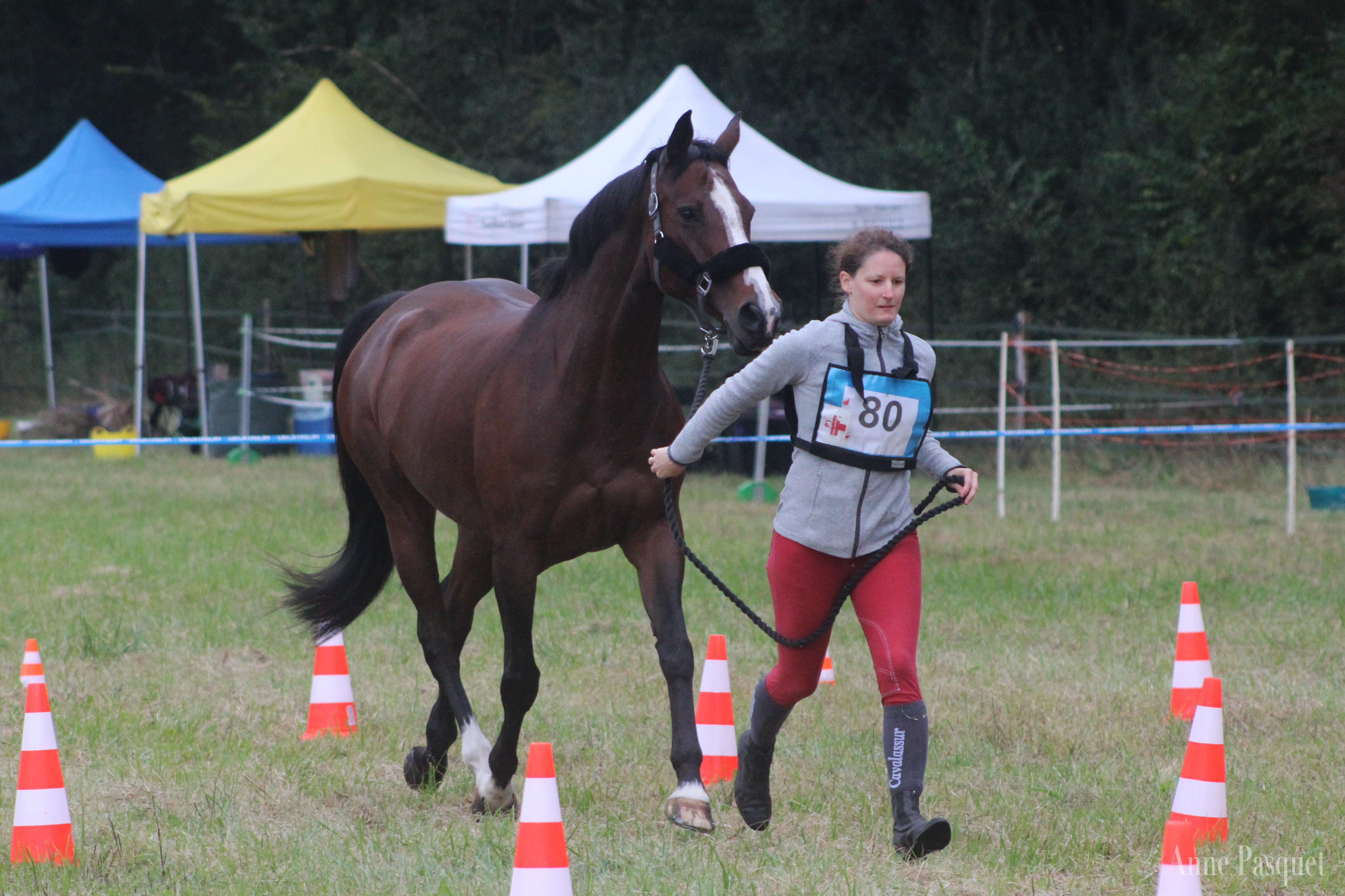 endurance contrôle vétérinaire