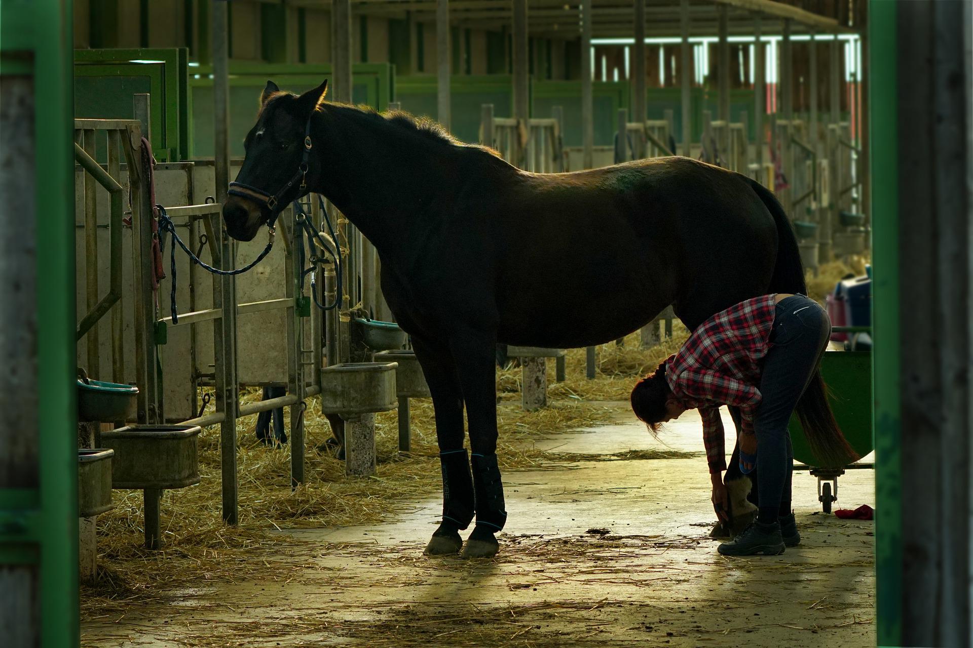 cheval soin écurie