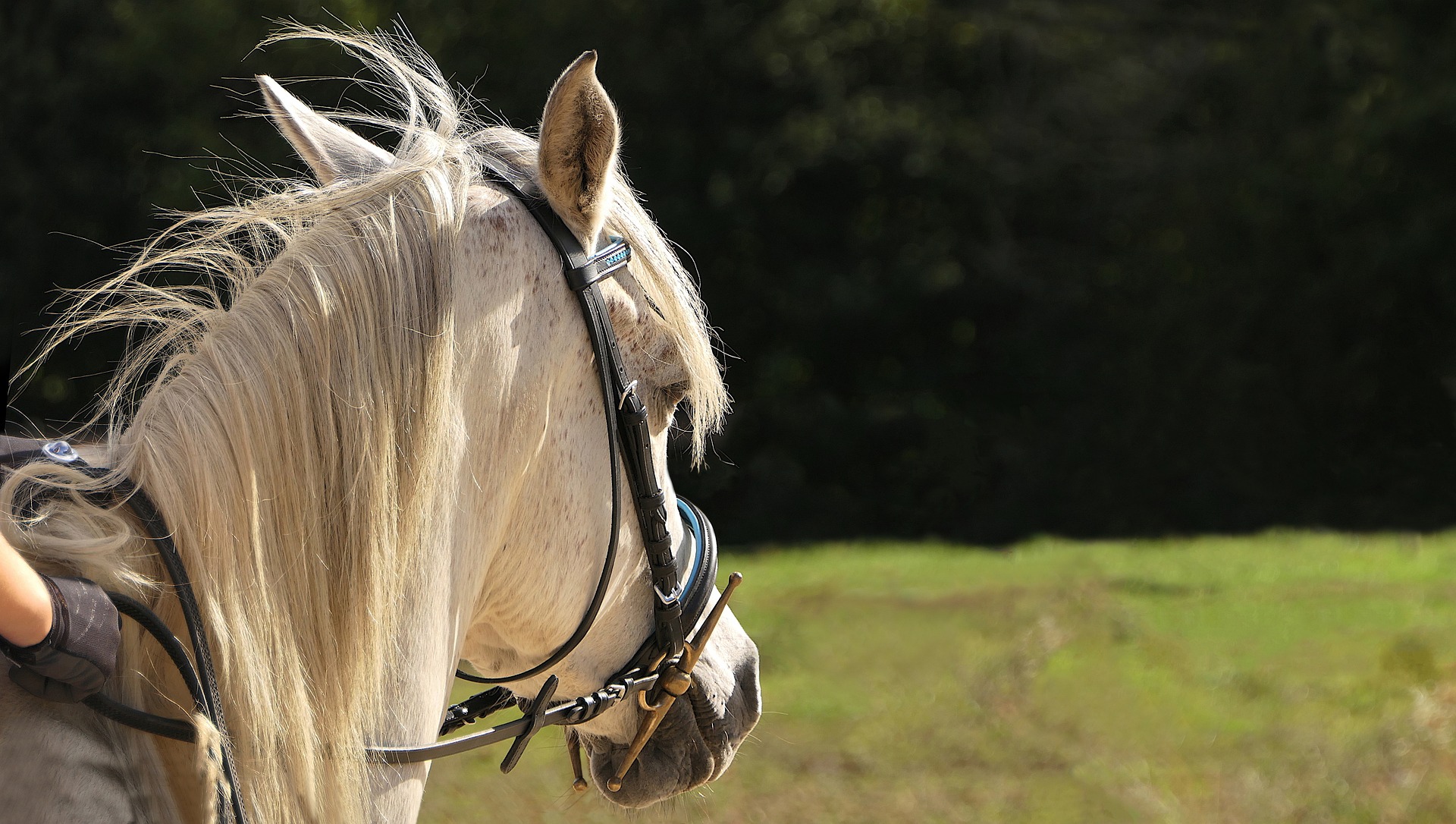 cheval balade filet