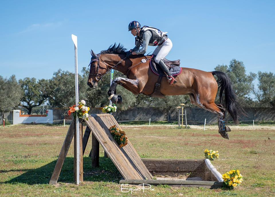 cheval cross équitation