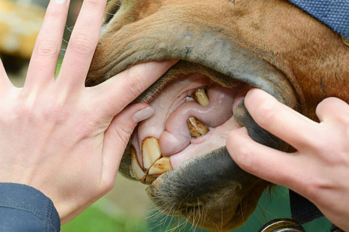 La bonne santé dentaire de votre cheval
