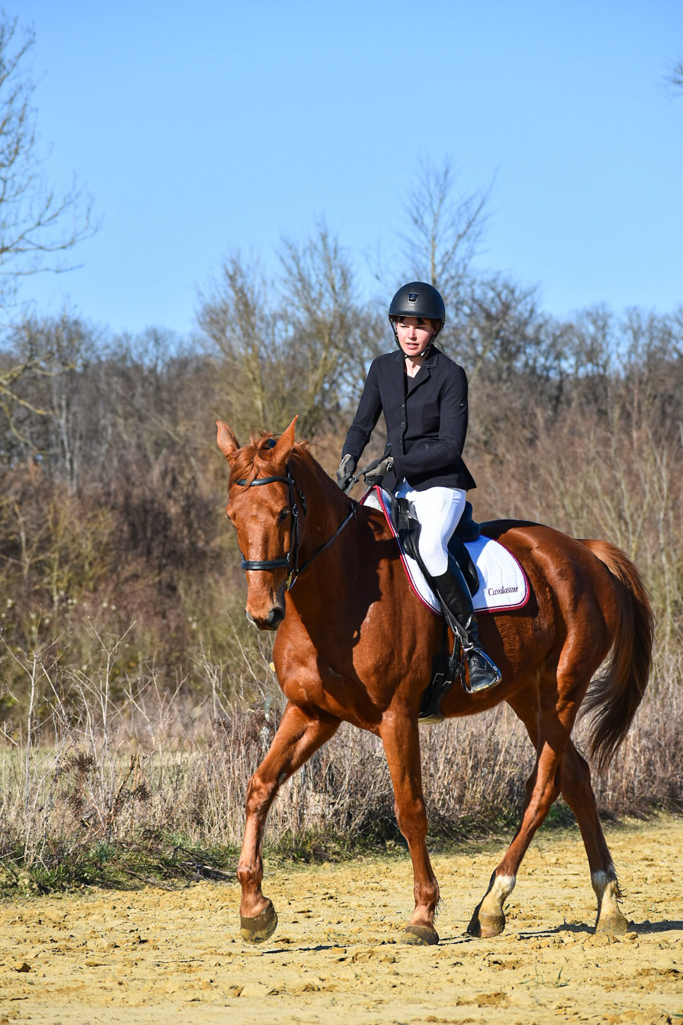 cheval dressage concours