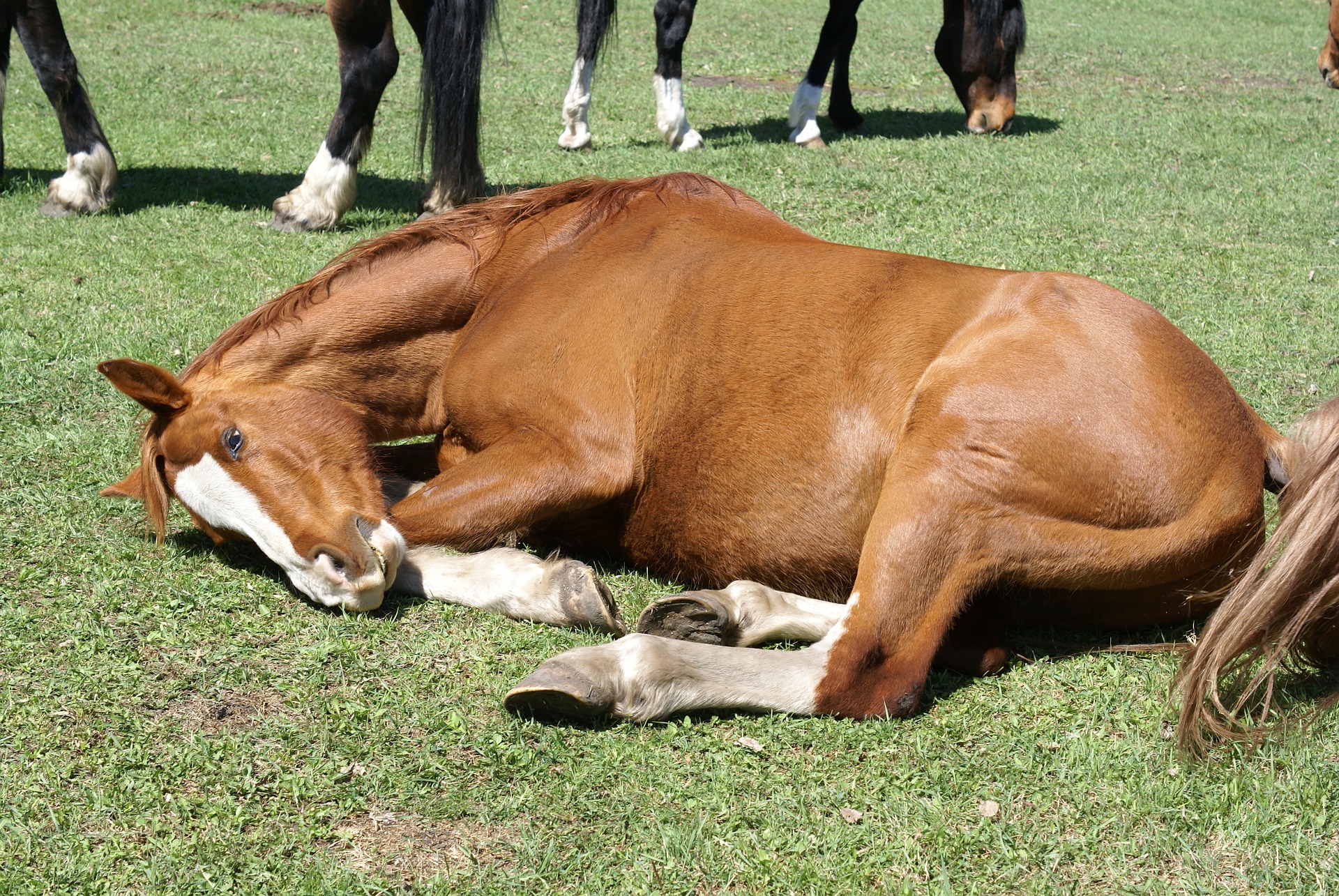 maladie cheval colique