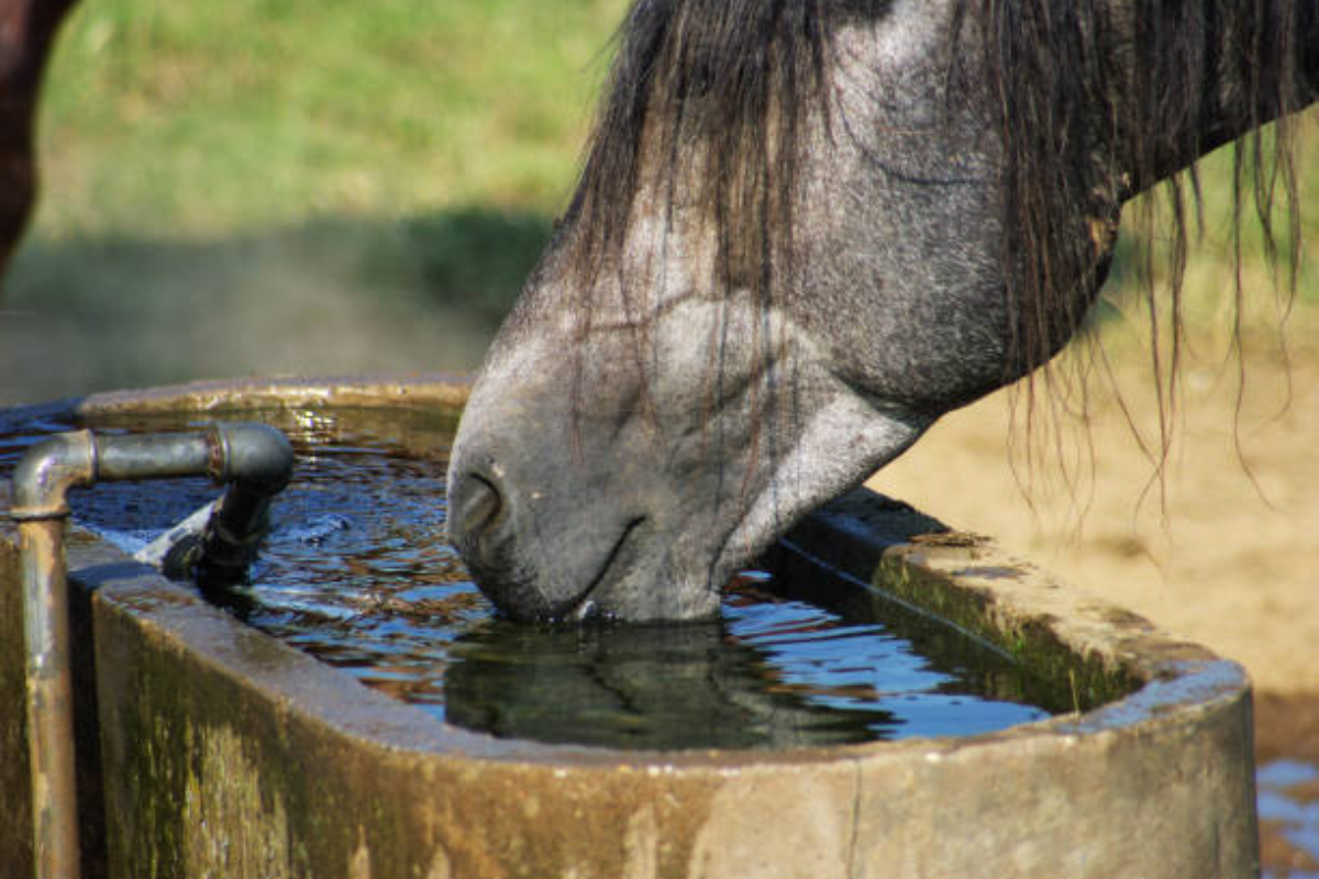 donner de l'eau à volonté