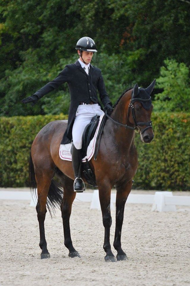 cheval dressage cavalier