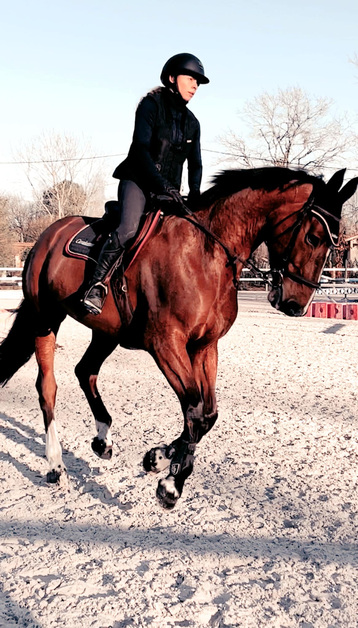 cheval galop cavalière