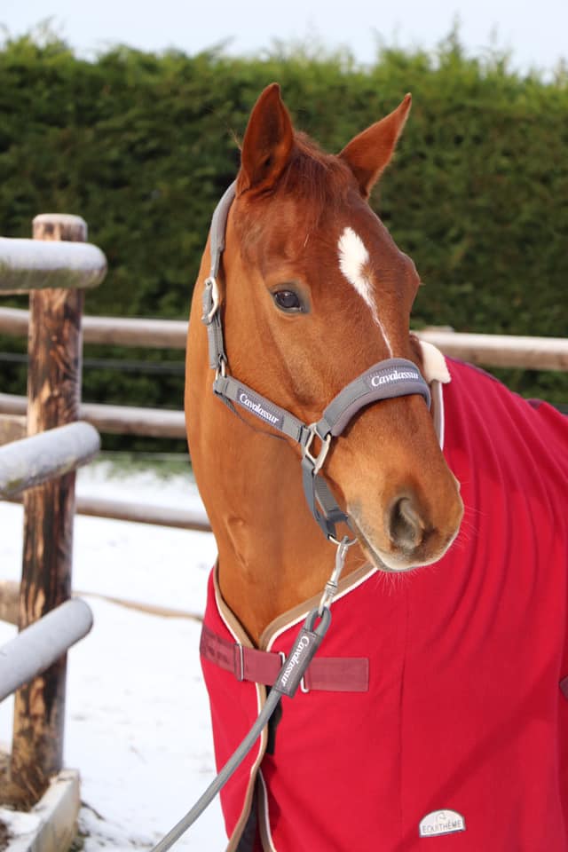 cheval tête portrait