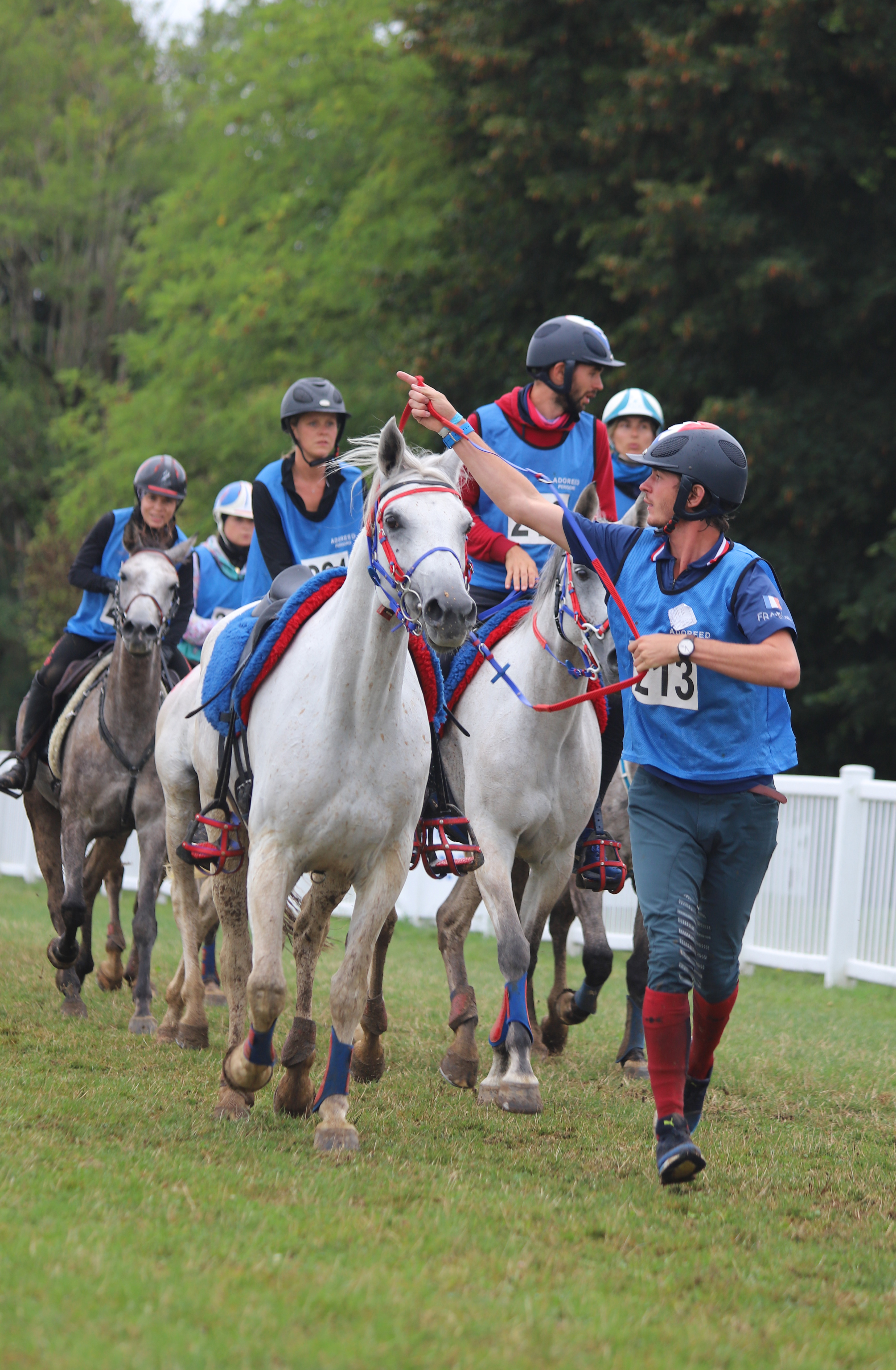 cheval endurance équestre