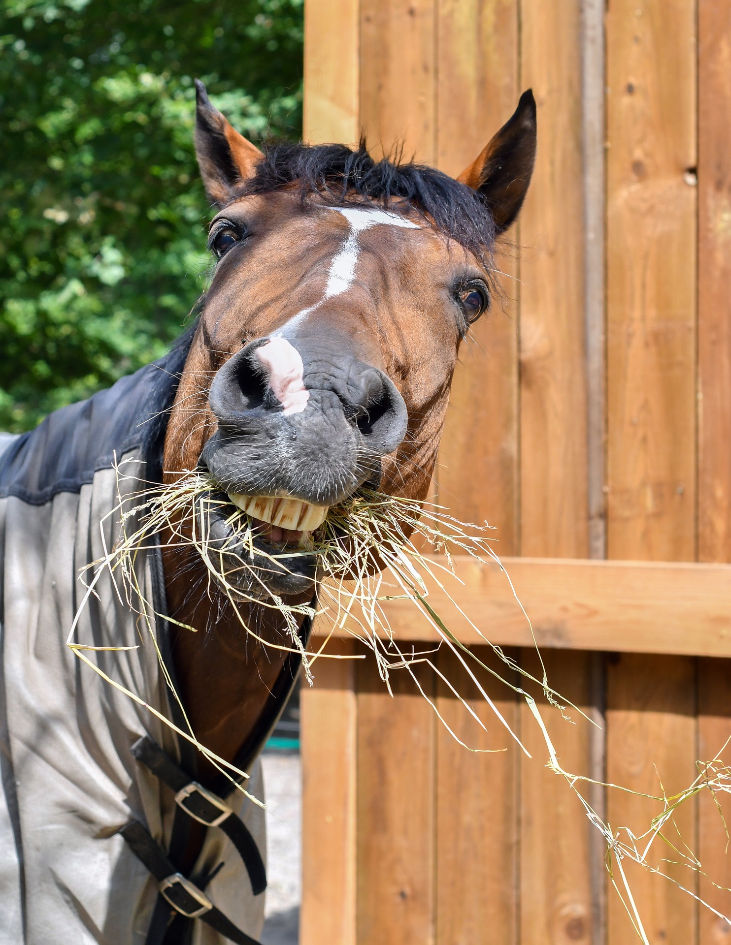 cheval foin