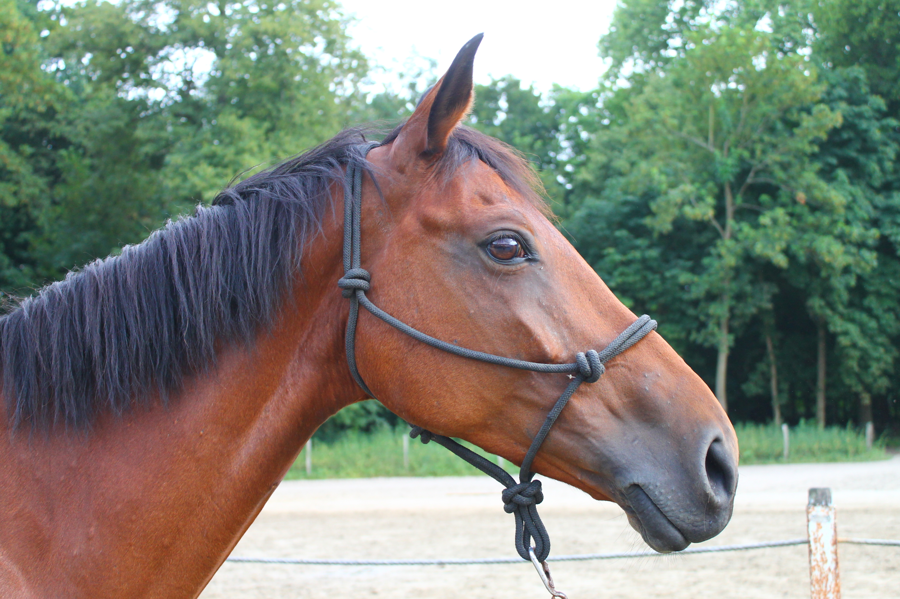 cheval tête heureux