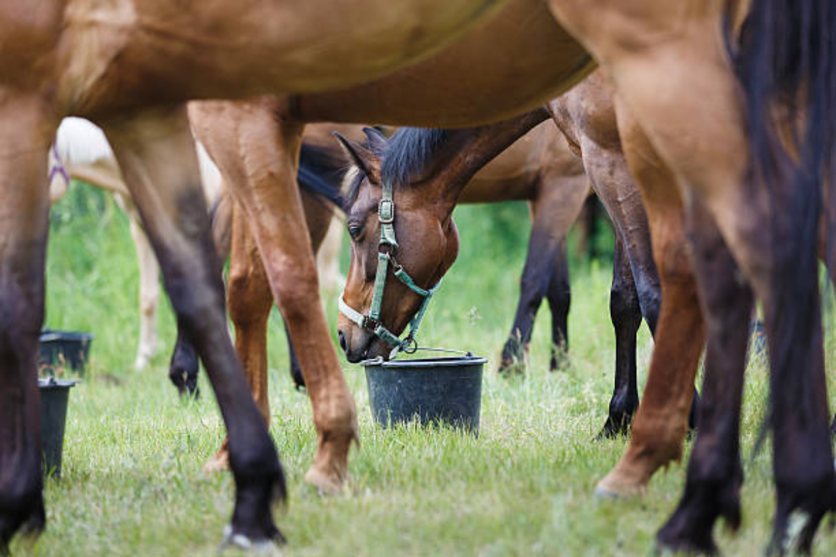 principes d'alimentation du cheval