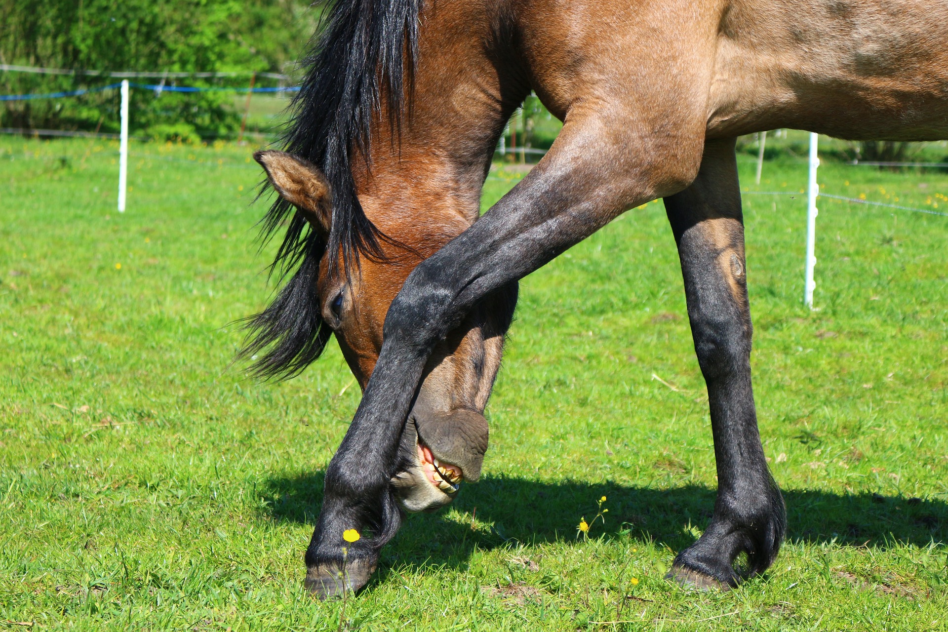 cheval gratte tique