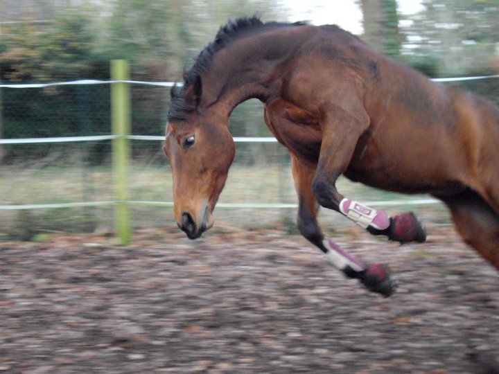 cheval paddock saut