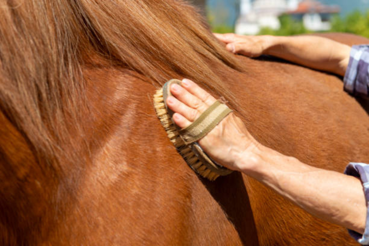 Maladies de peau du cheval