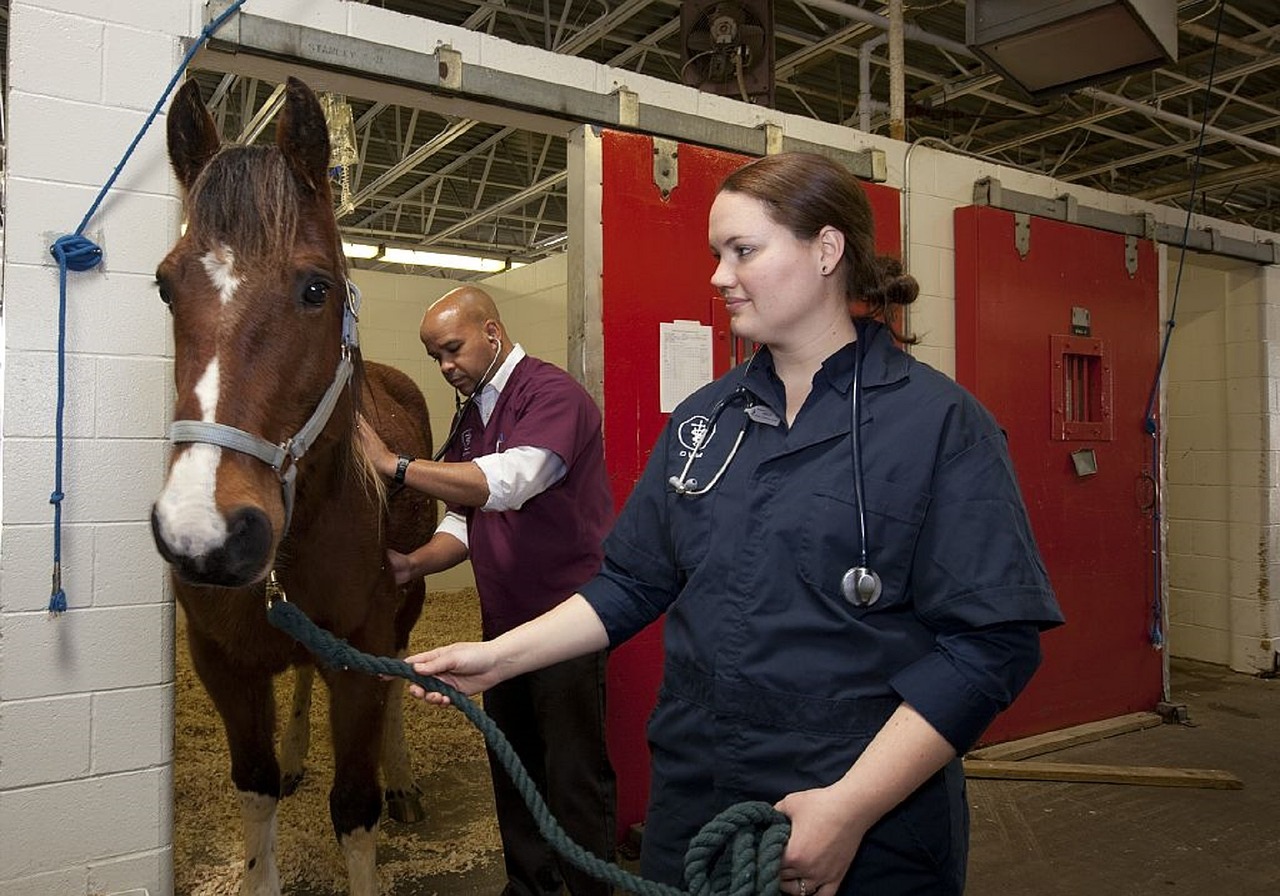 vétérinaire cheval clinique
