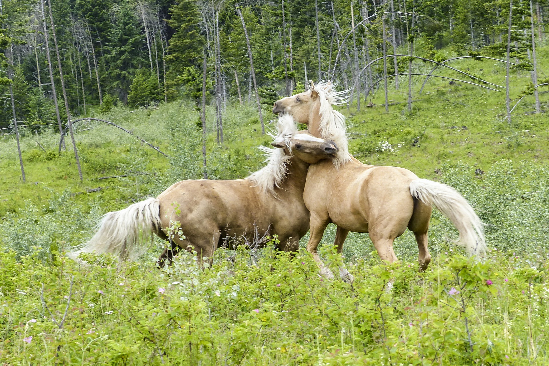 cheval combat bagarre