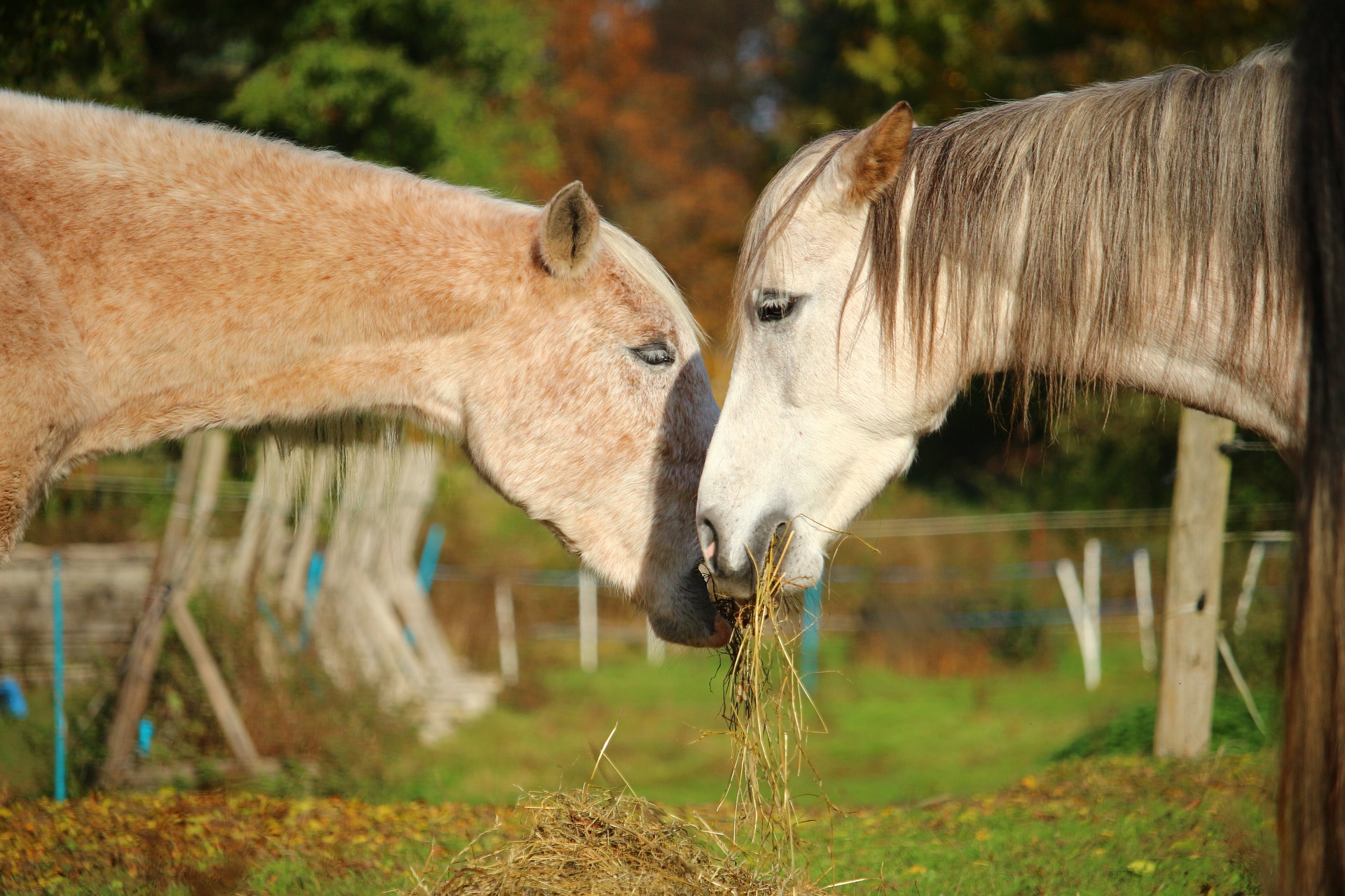 chevaux contact pré