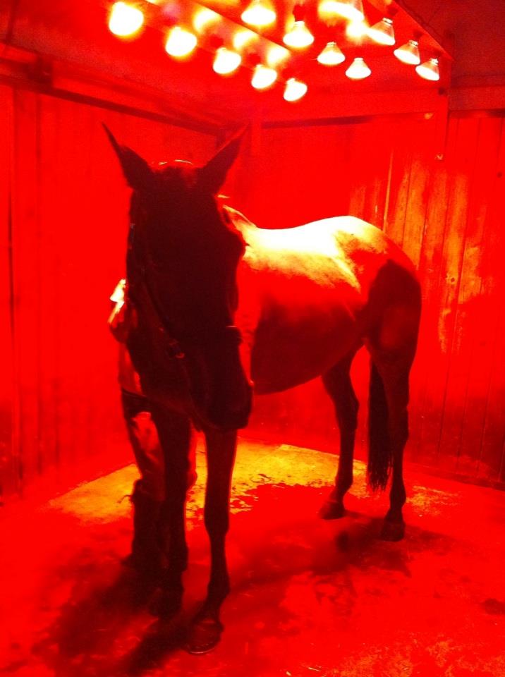 solarium lumiere cheval