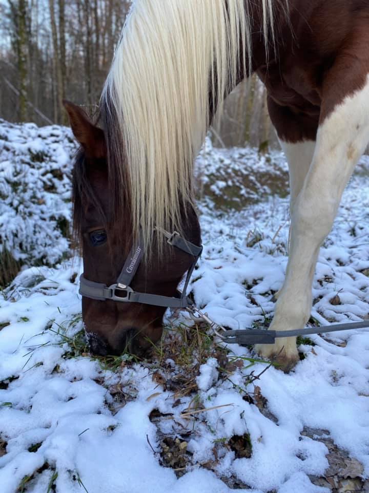 cheval neige licol