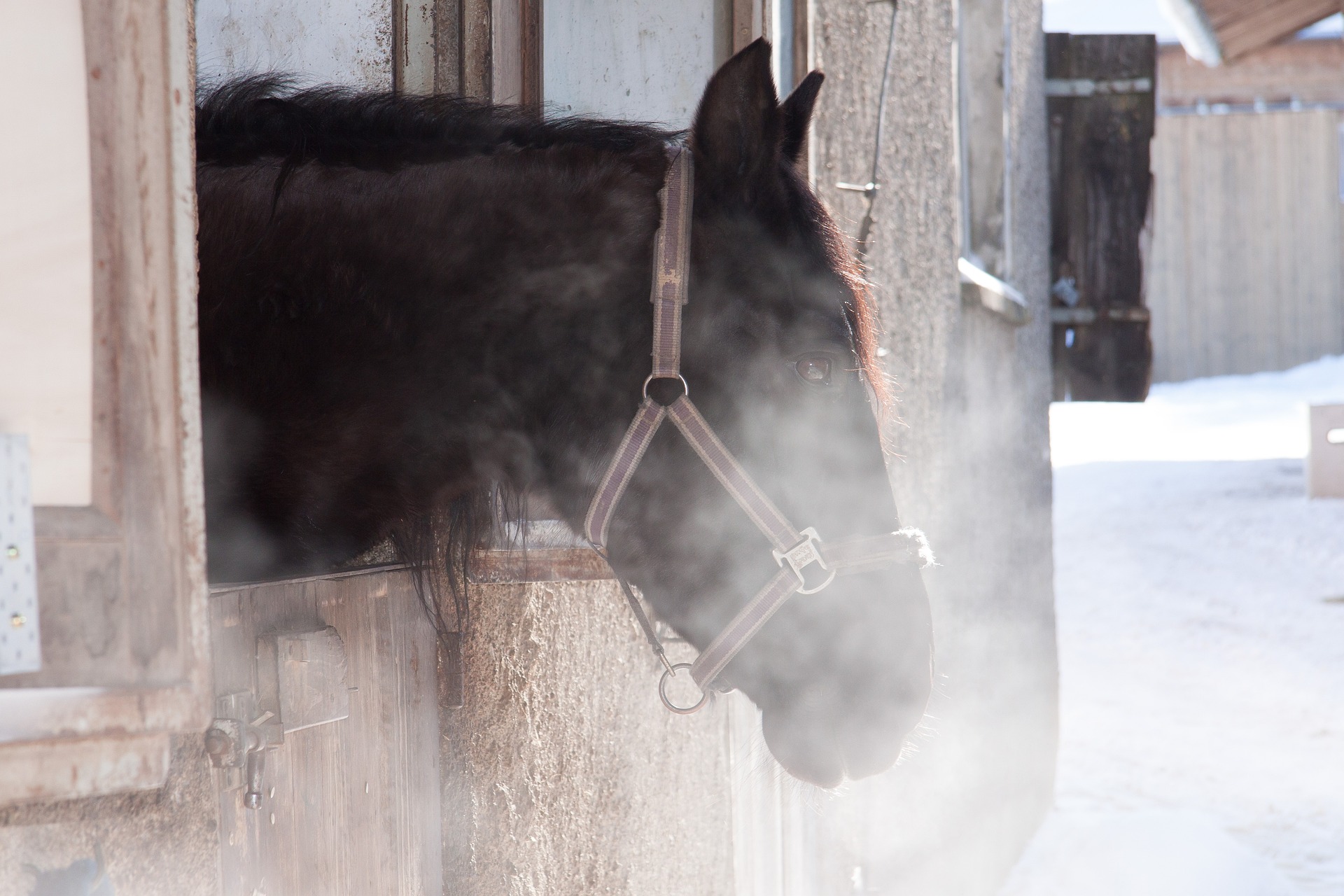 cheval souffle rhinopneumonie