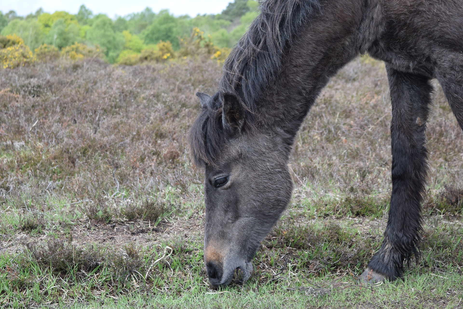 cheval broute herbe