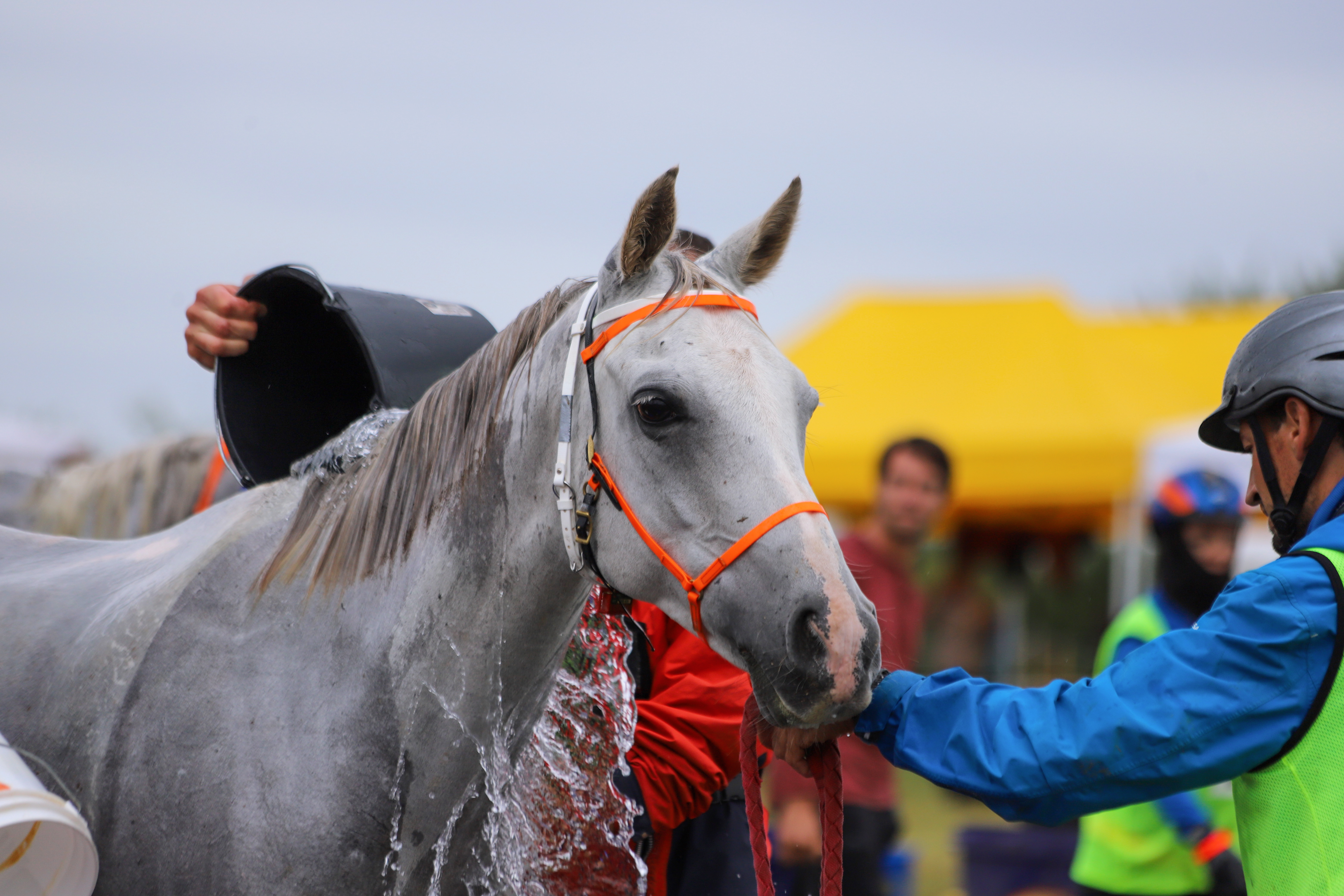 cheval endurance eau