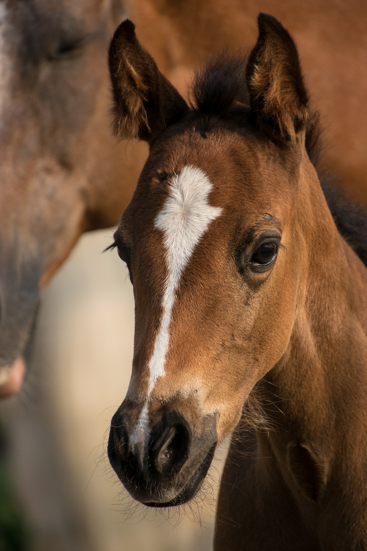 poulain foal poulinière