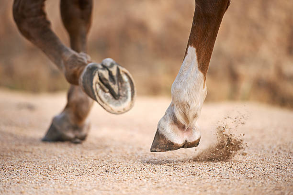 Est-ce obligatoire de ferrer un cheval ?