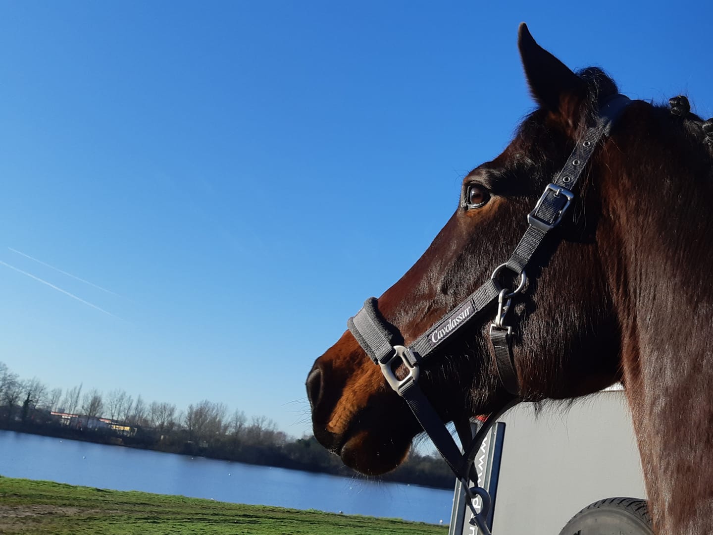 jument tête cheval