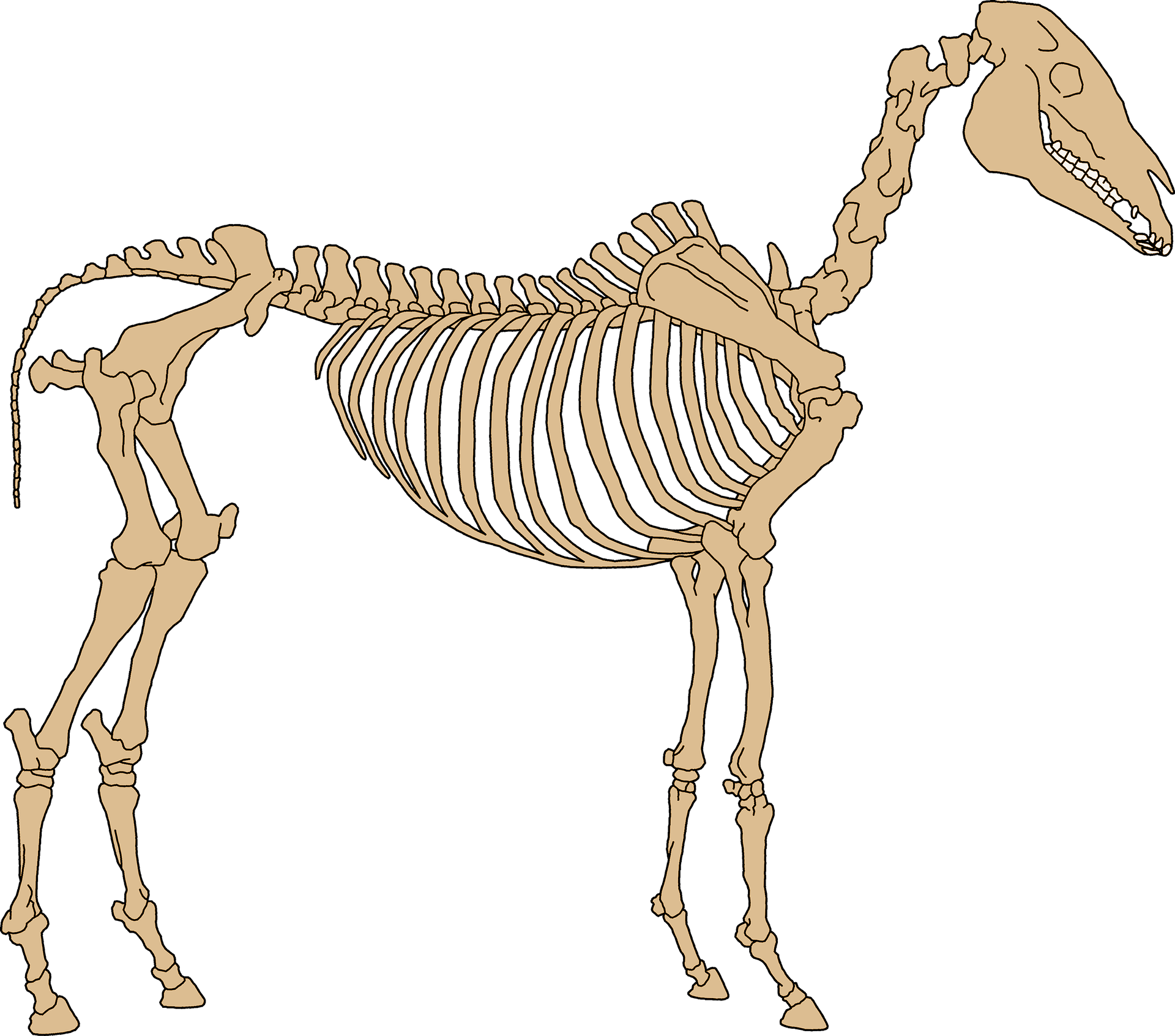 squelette cheval os