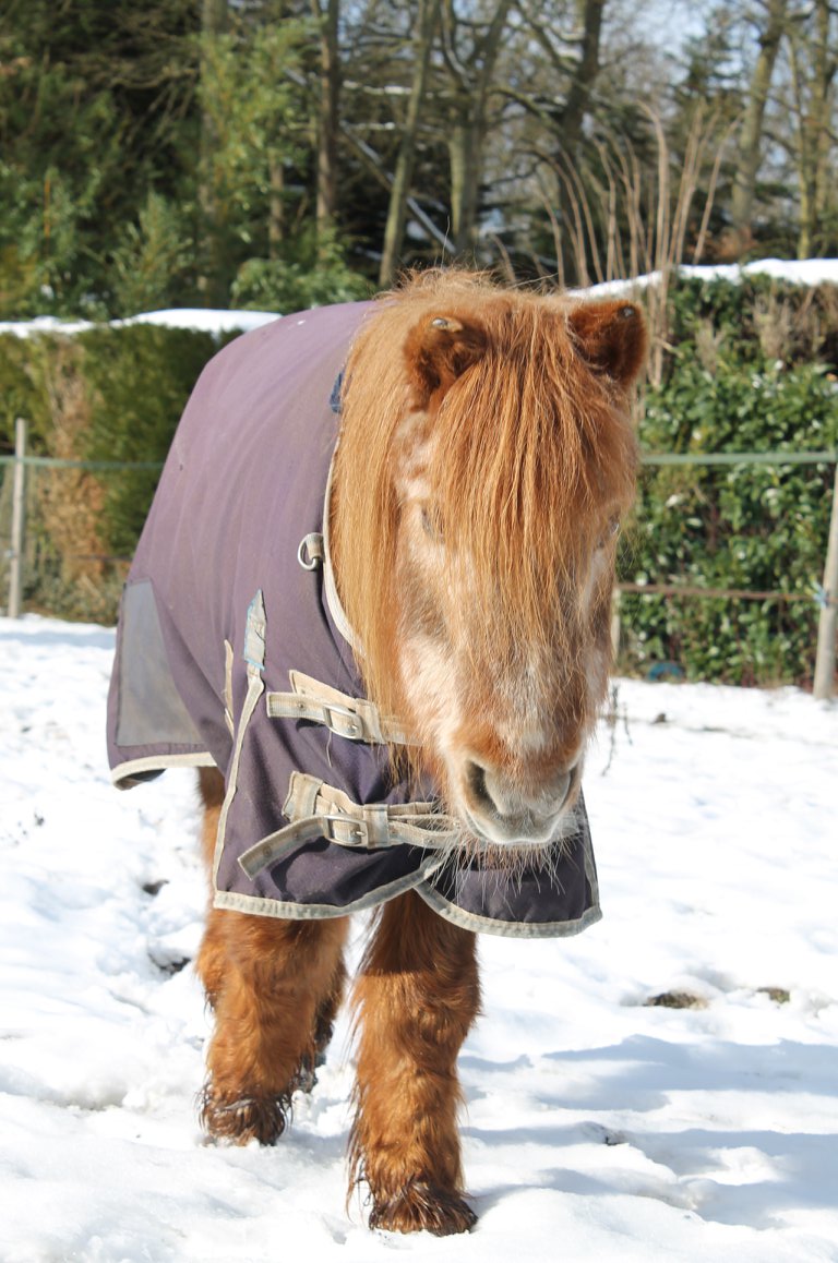 poney vieux âge