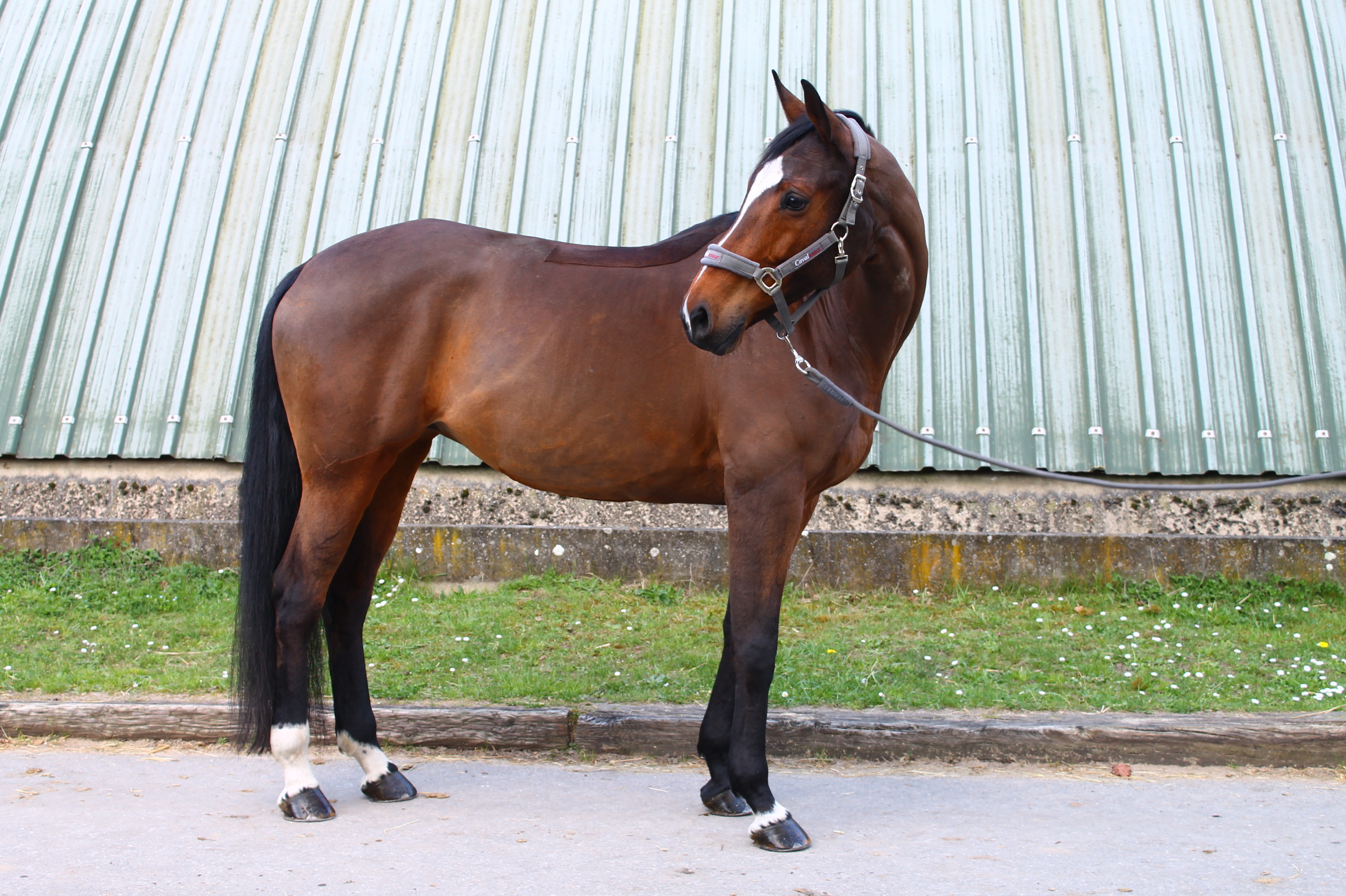 cheval tondu poil