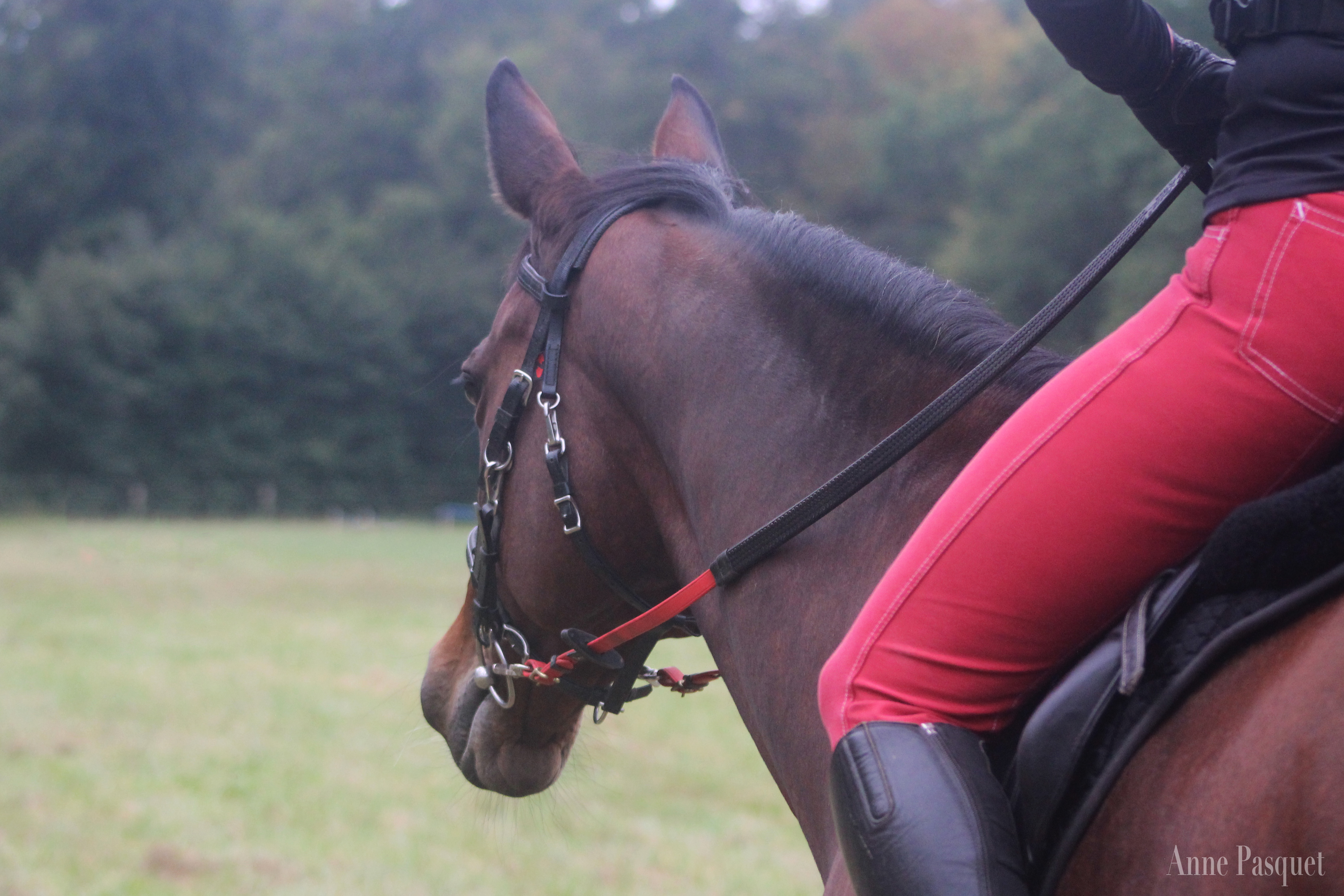 endurance cheval concours