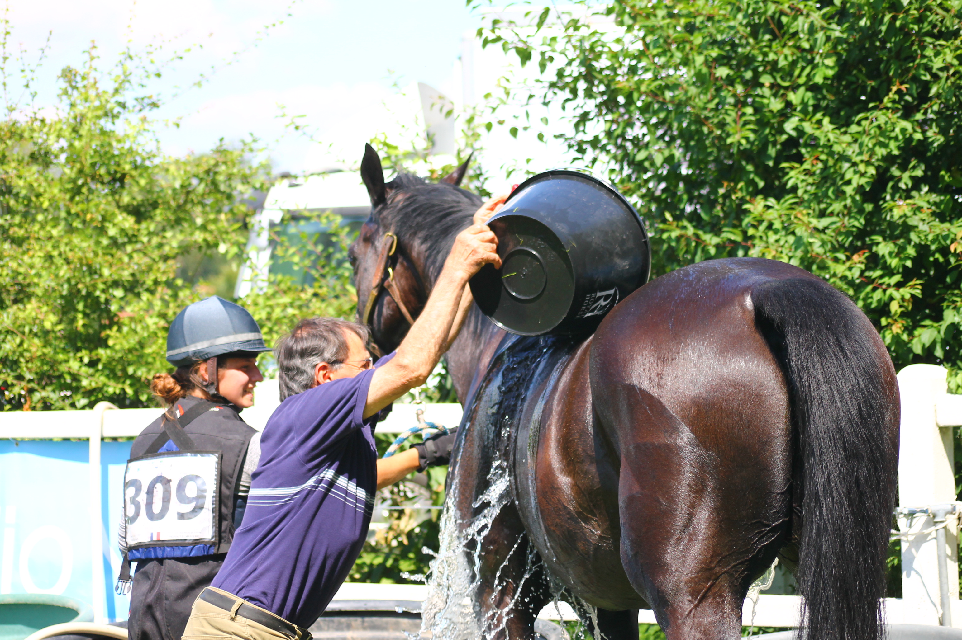 cheval chaleur eau