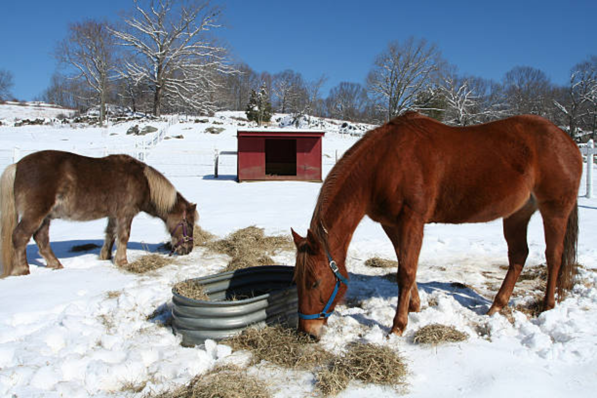 Les risques de déshydratation hivernale