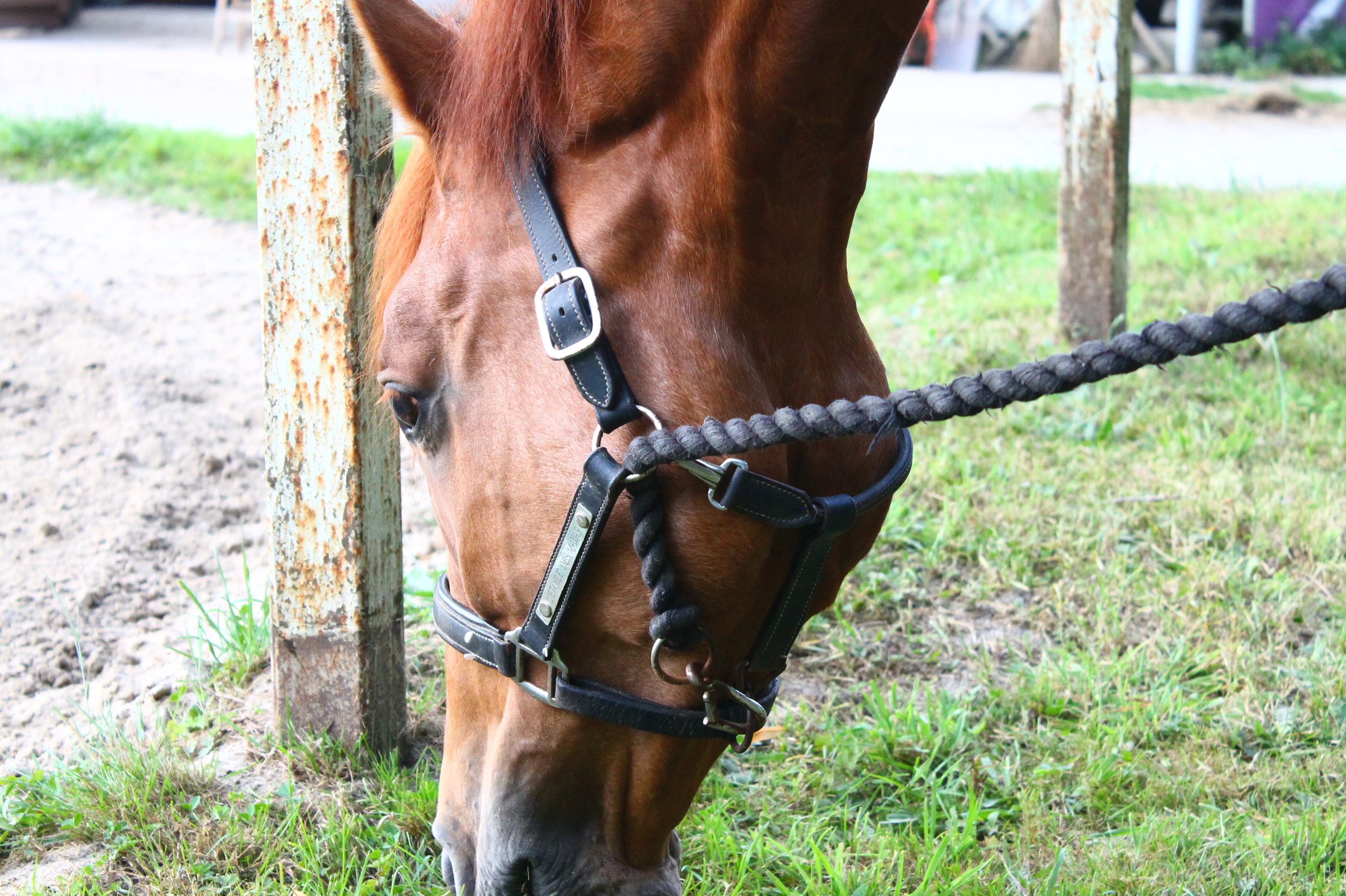 cheval broute herbe