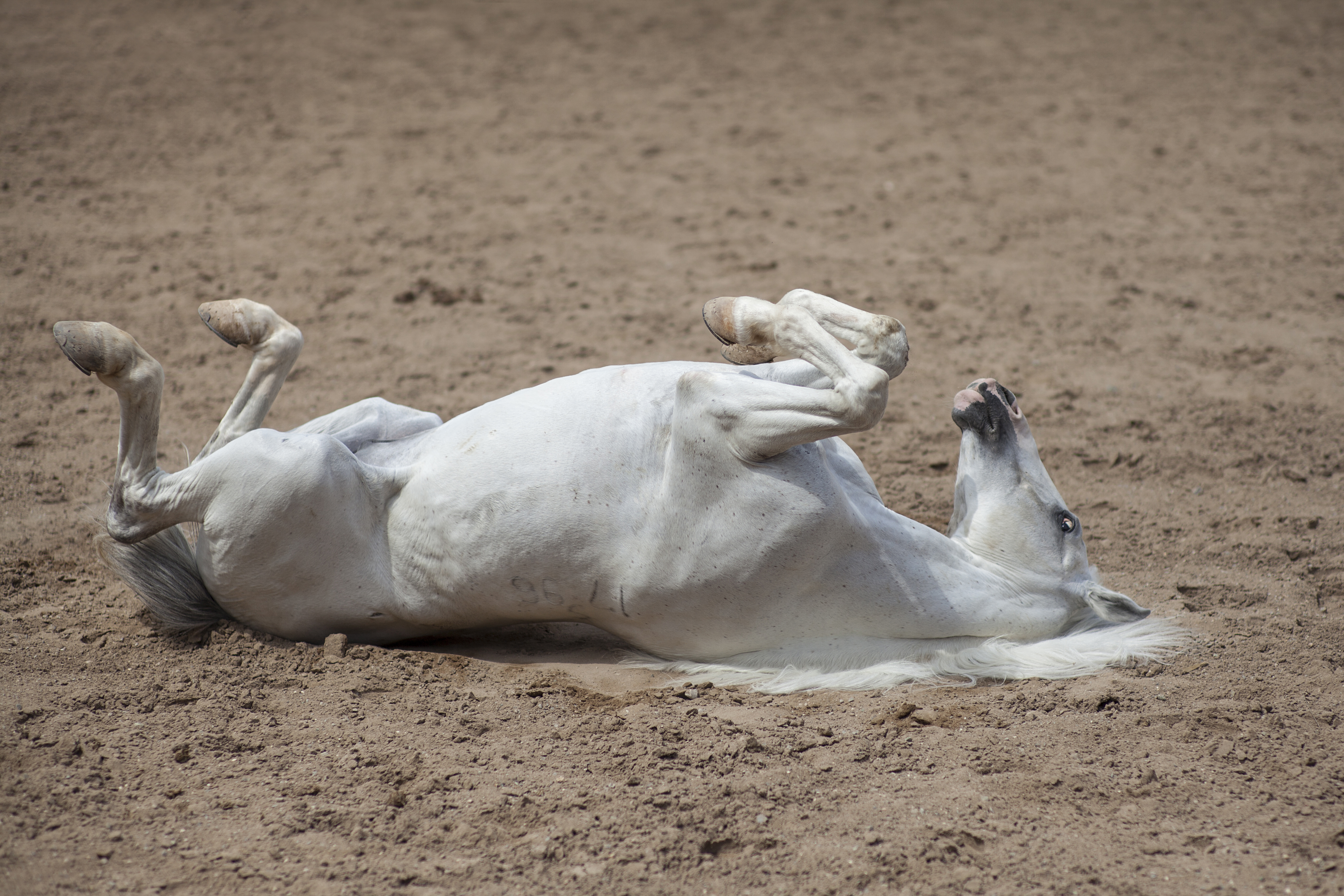 cheval couché roulade