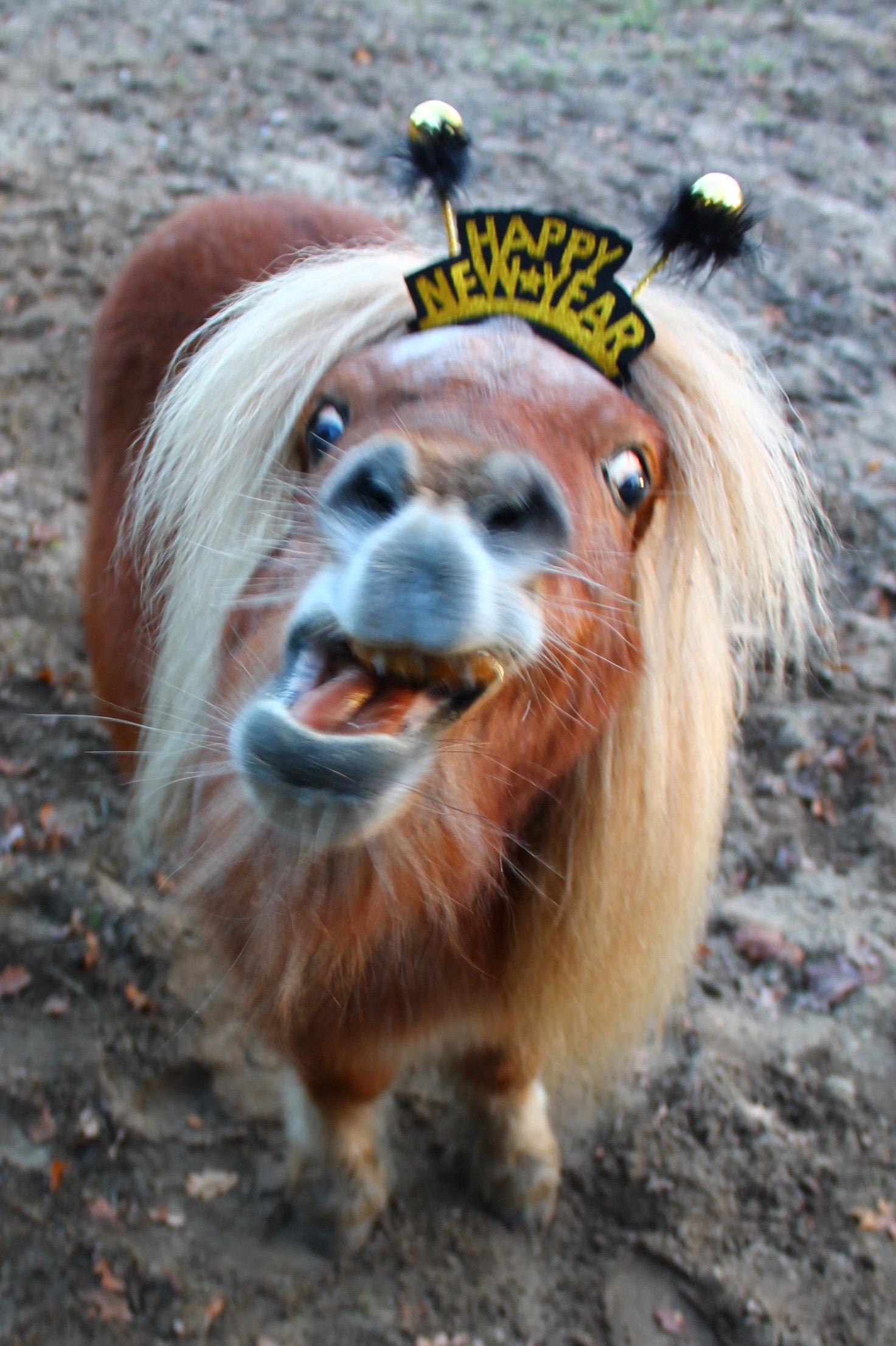 poney happy new year