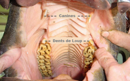 dent cheval loup