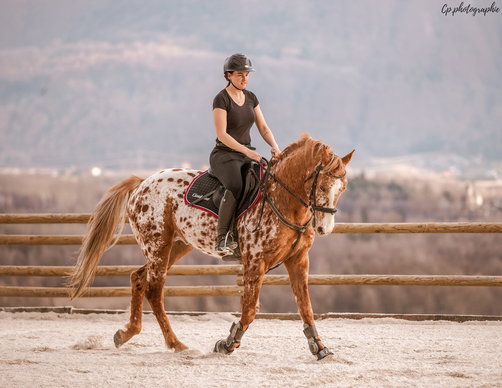 cheval leopard appaloosa