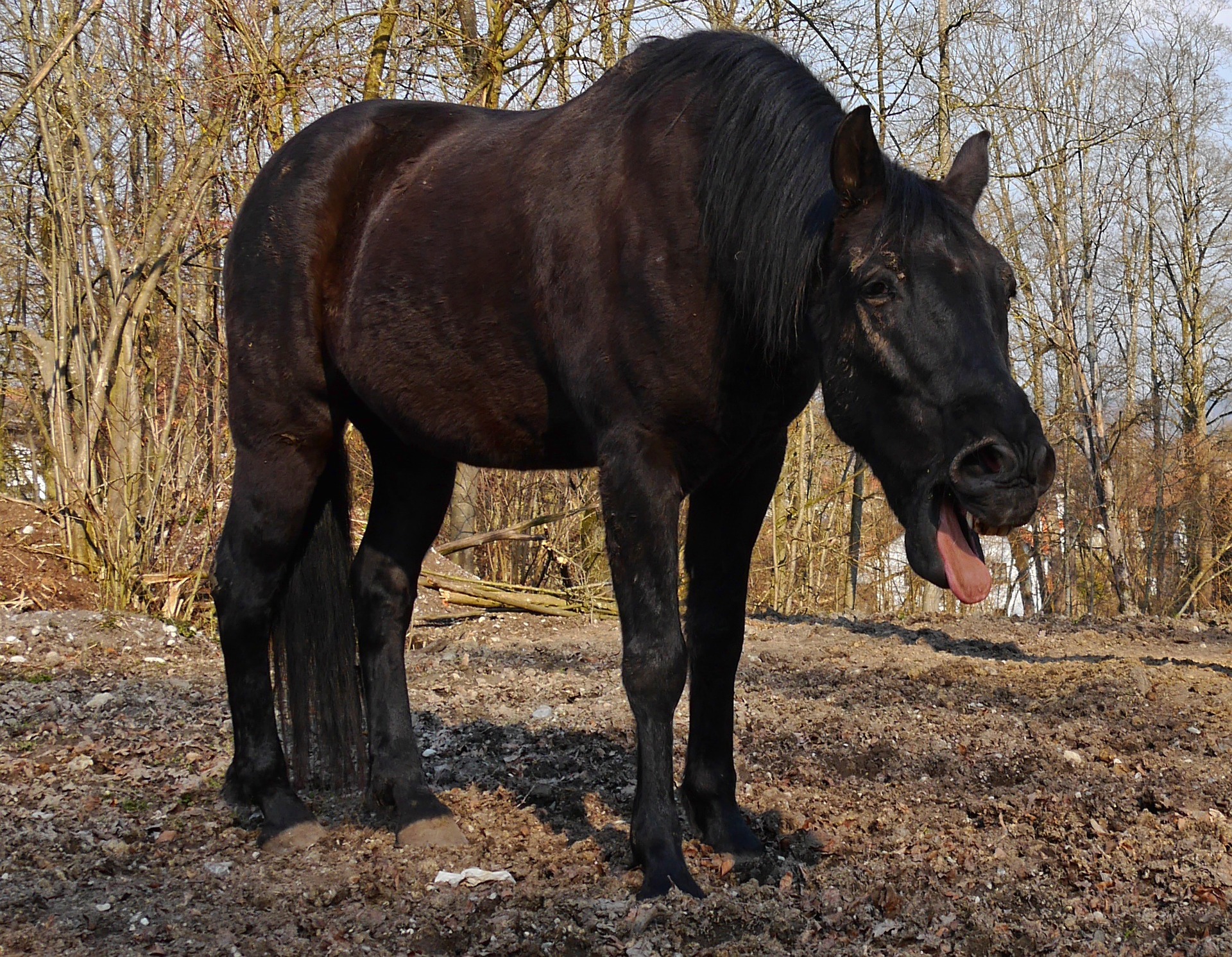 cheval tousse toux