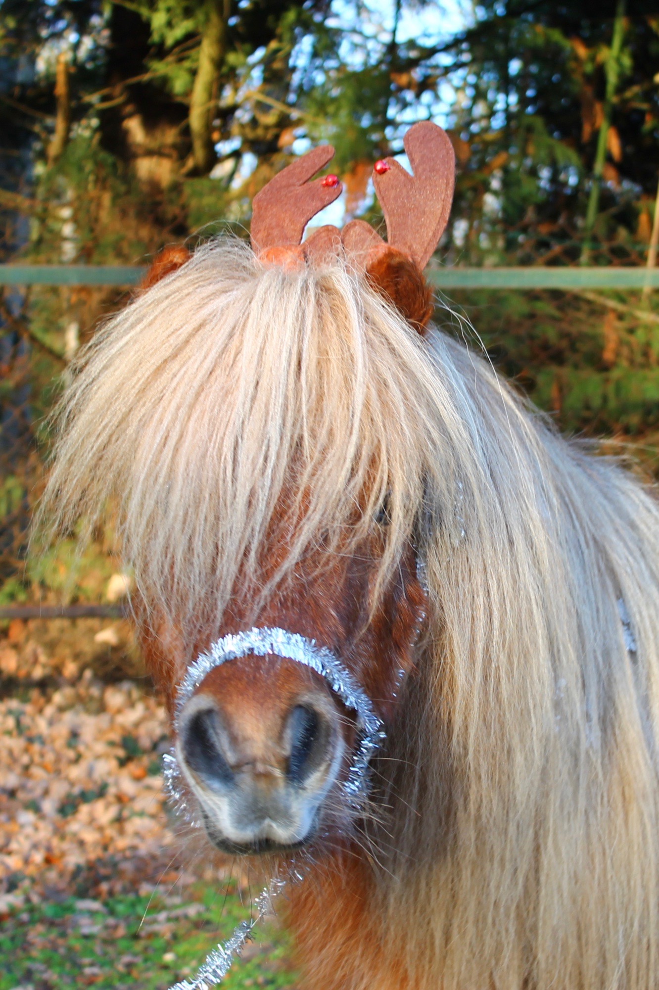 poney noel renne