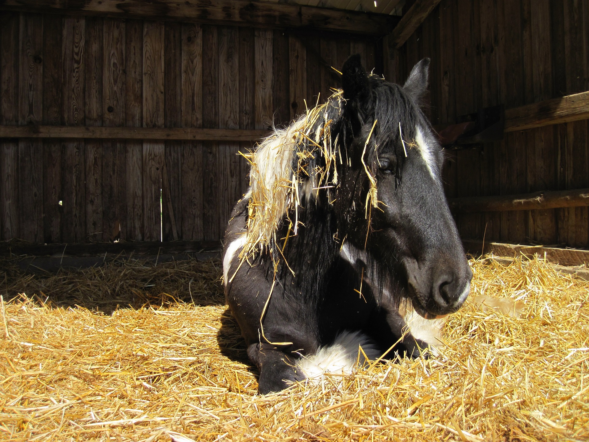 cheval paille couché