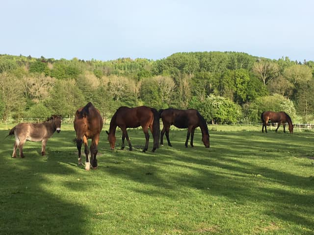 pré cheval ombre