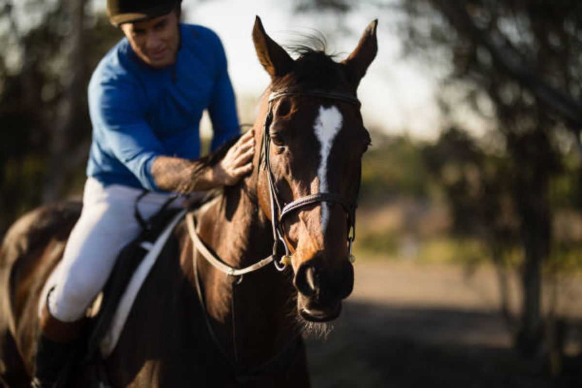 En quoi consiste le débourrage d’un cheval ?