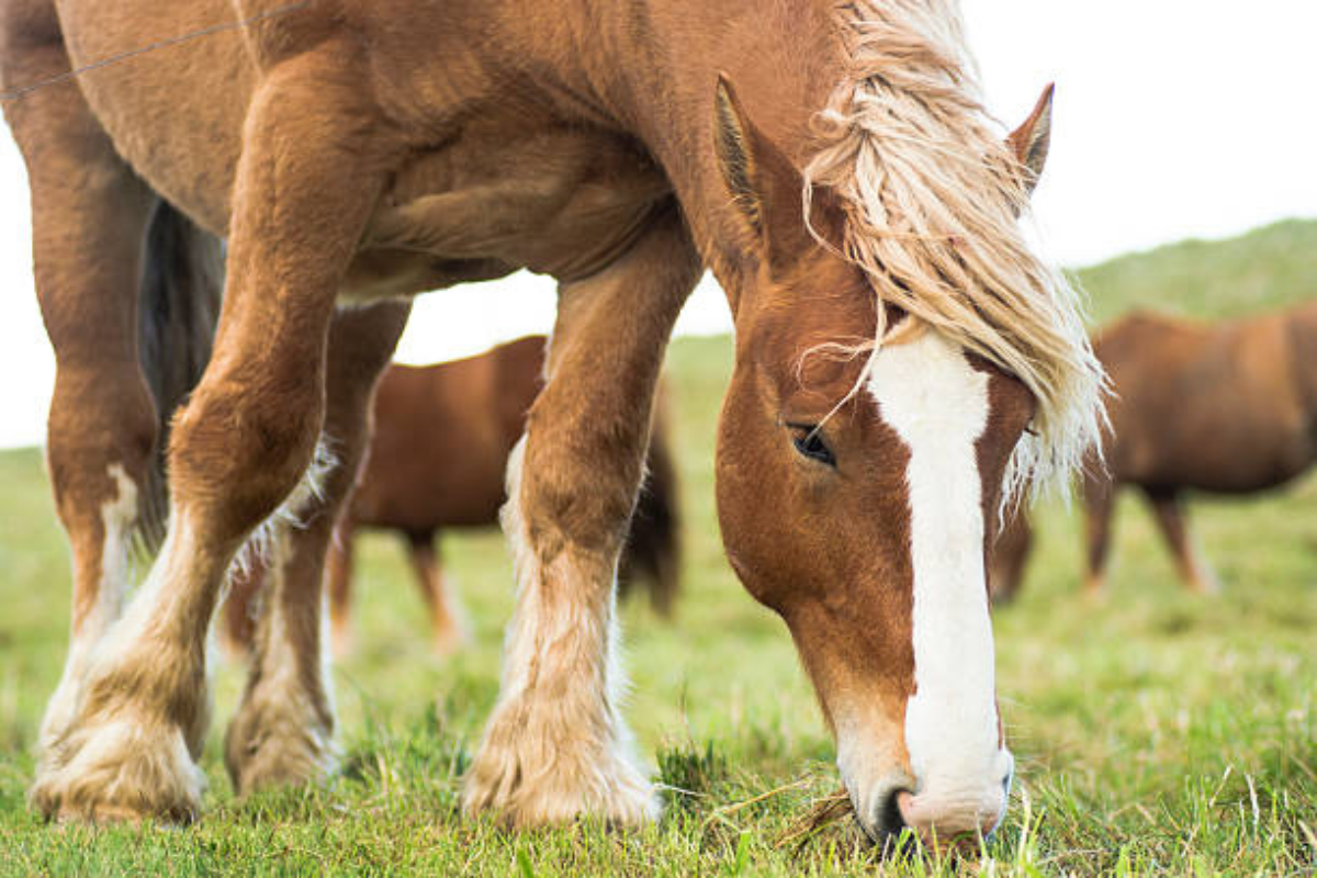 estimer le poids de votre cheval en fonction de sa race