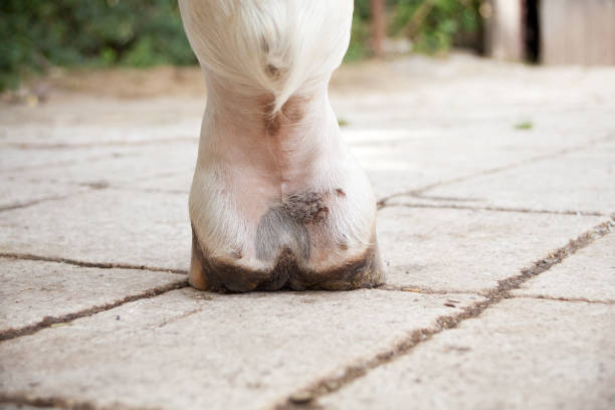 Maladies de peau du cheval