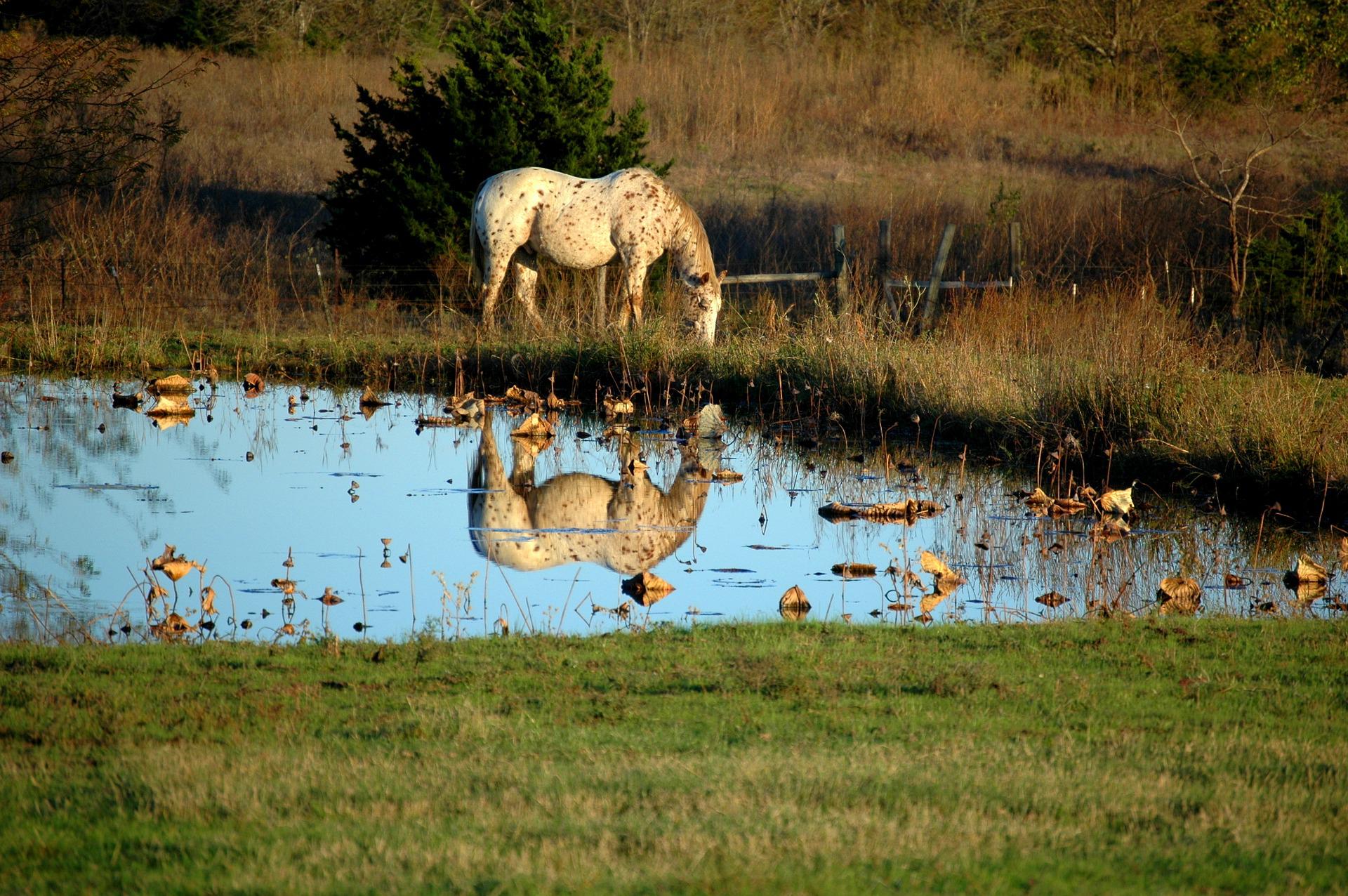 cheval eau pature